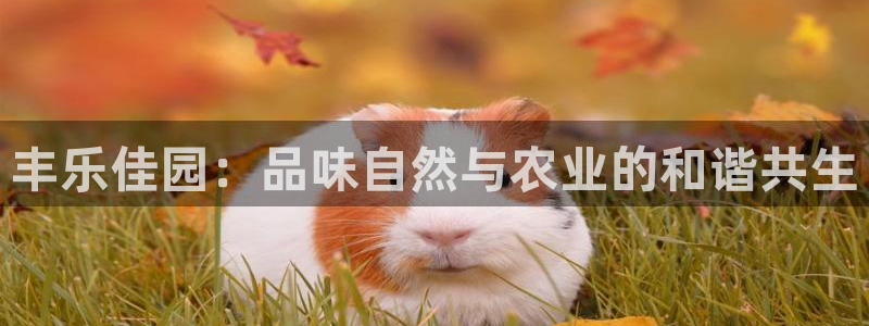 九游会阿里28理财源码