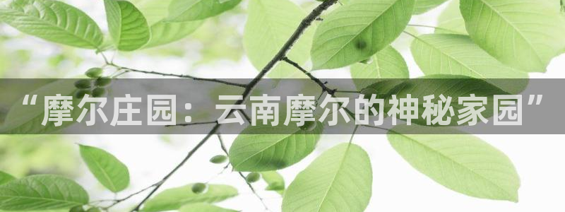 九游会平台洗钱
